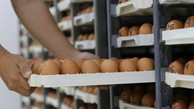Oferta Laboral: Vacantes para Empaque